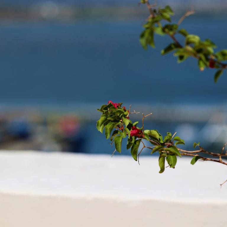 Il Palazzino - Seaview Apartments - Deluxe Suite with Sea View - 22