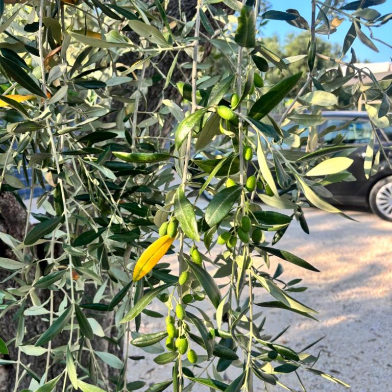 Casa vacanza fenice - Appartamento con 1 Camera da Letto - 16