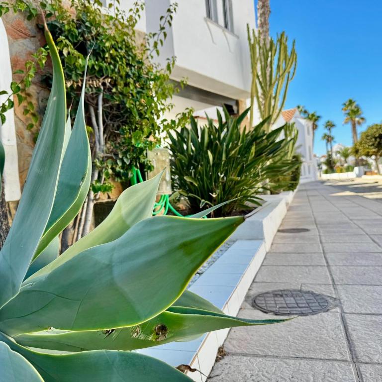 Apartment near Playa Serena - One-Bedroom Apartment - 40