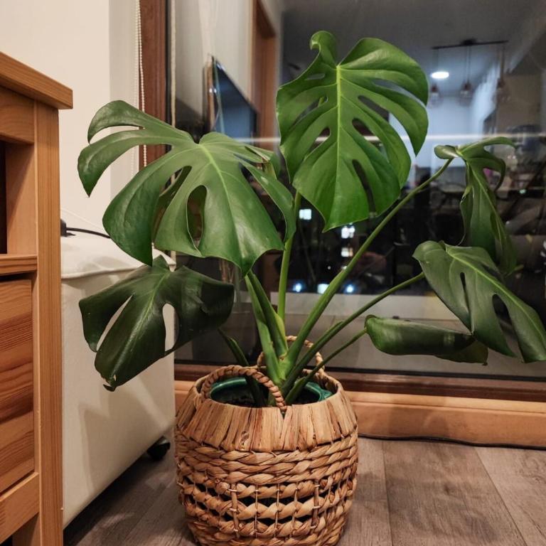 Departamento 1 dormitorio, terraza - One-Bedroom Apartment - 6