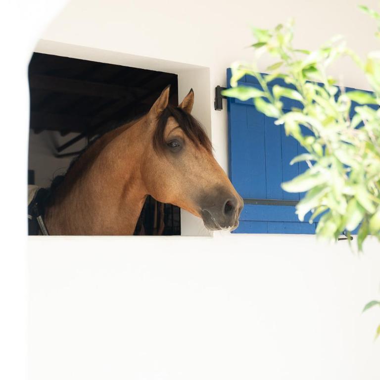 Mas de Dard - Villa - 45