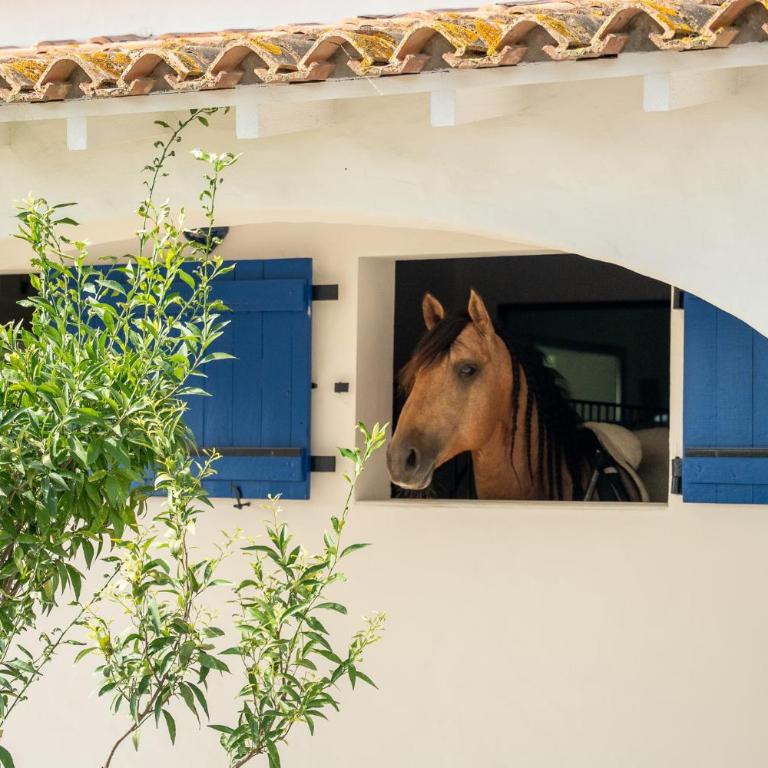 Mas de Dard - Villa - 66