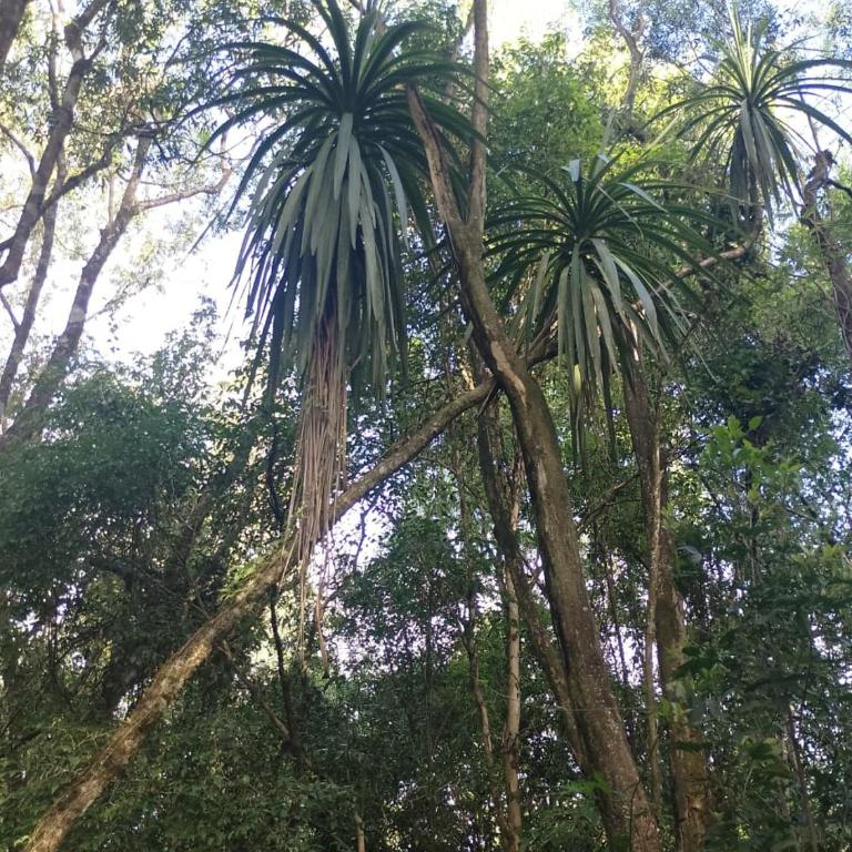 Casa de la Guayubira - Casa de 3 dormitorios - 55