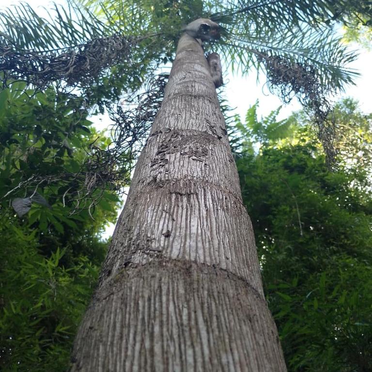 Casa de la Guayubira - Casa de 3 dormitorios - 56