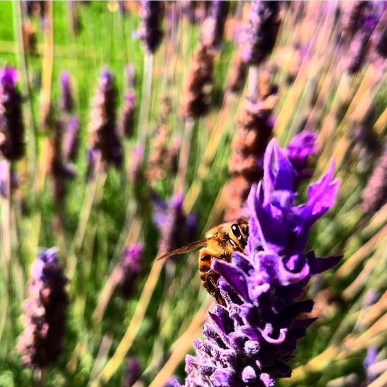 House with splendid views - Valle Sagrado - Casa de 2 dormitorios - 14