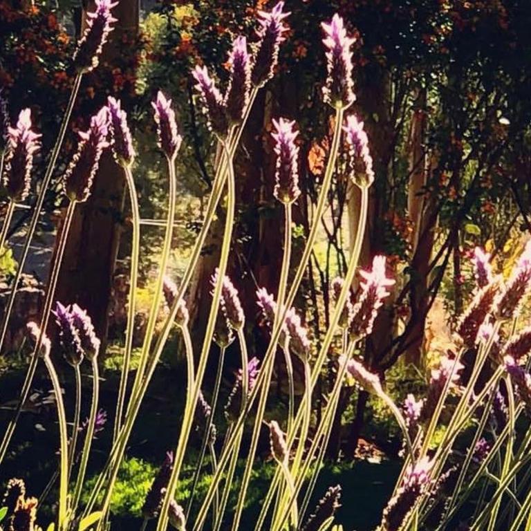 House with splendid views - Valle Sagrado - Casa de 2 dormitorios - 20