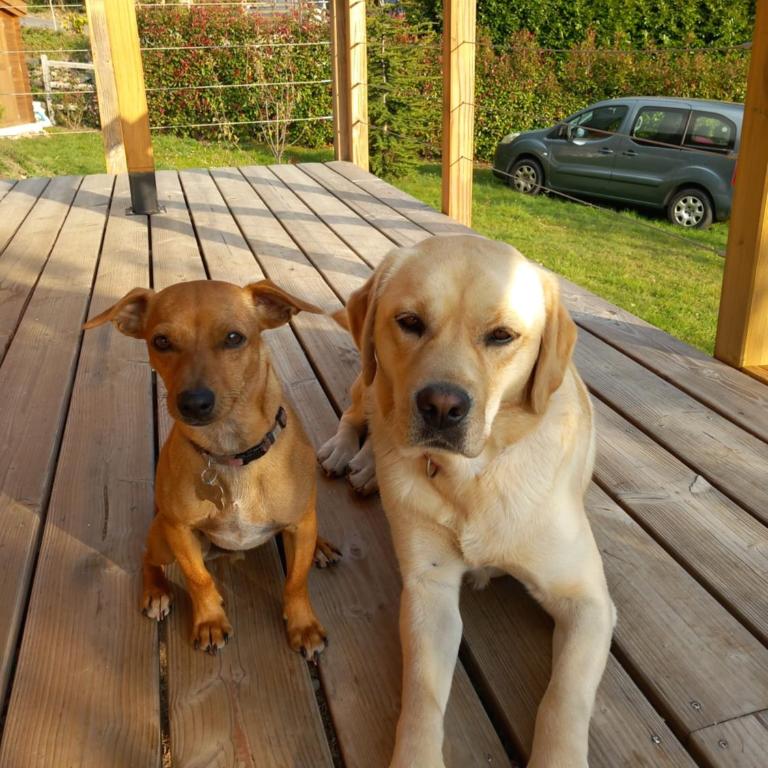 Le petit chalet - Chalet - 16