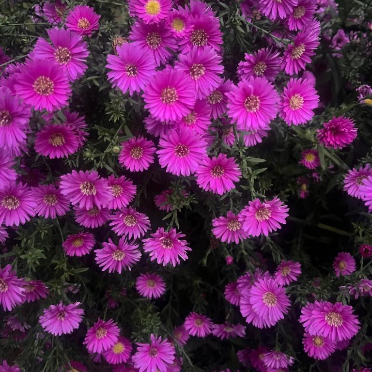 Bloom as you are - Appartamento con Vista Giardino - 30