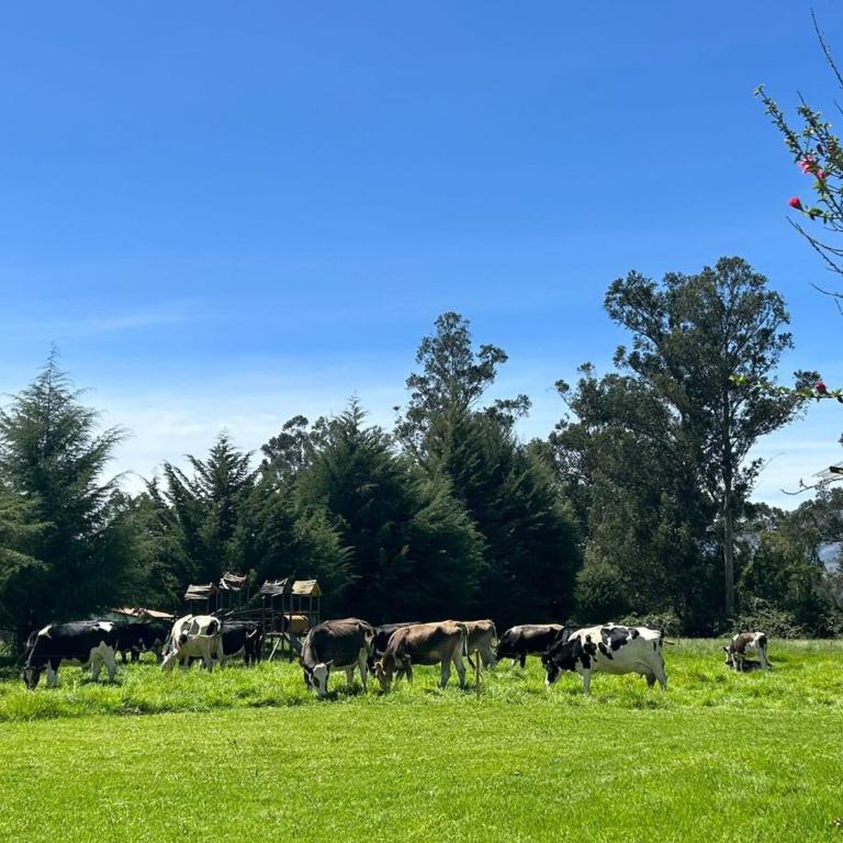 Room in Bungalow - Loft Del Fundo Del Abuelo - Casa - 5