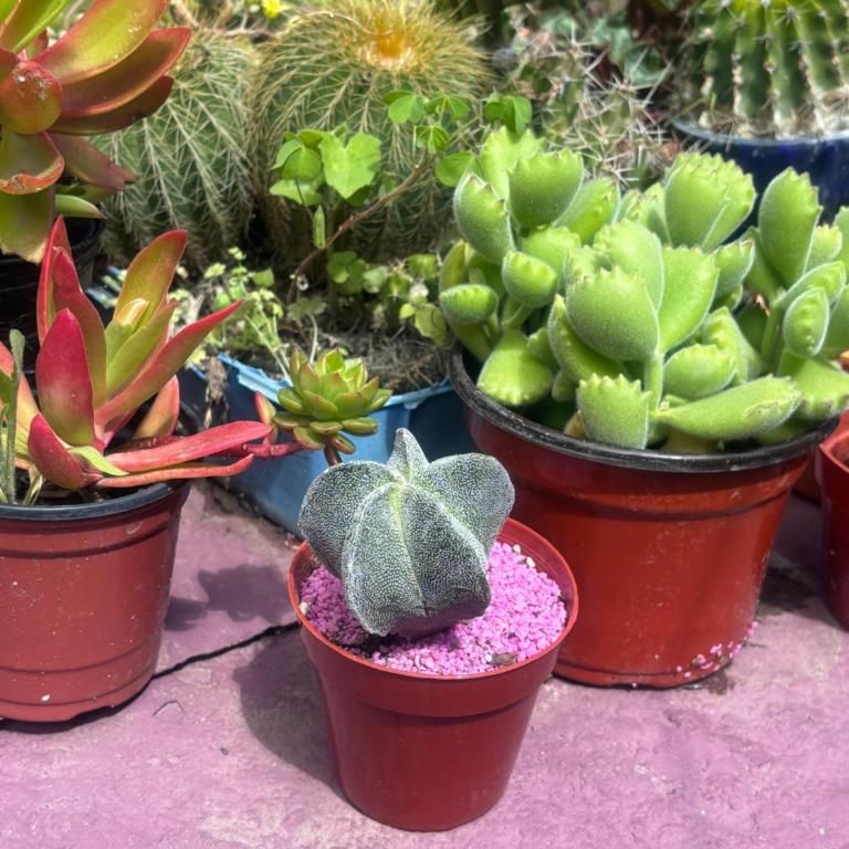 Casa 23 - Apartamento de 1 dormitorio - 2