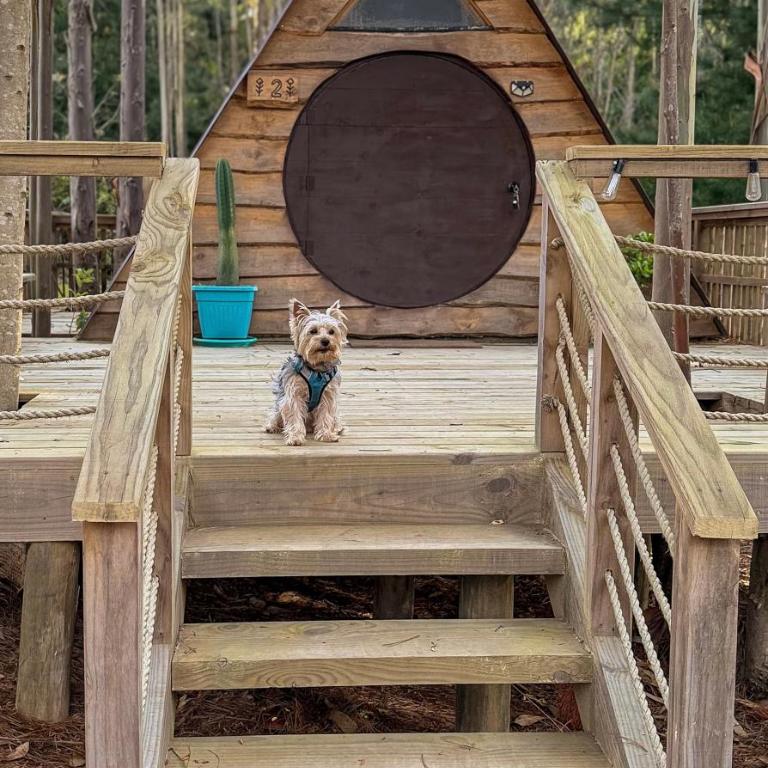 Glamping Eluney Bucalemu - Tent - 1