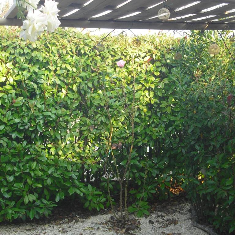 Lou mas li Pitchoun "Le Rosier" - Casa con 1 dormitorio - 15