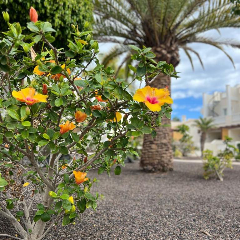 My Piece of Paradise - Apartamento - 36