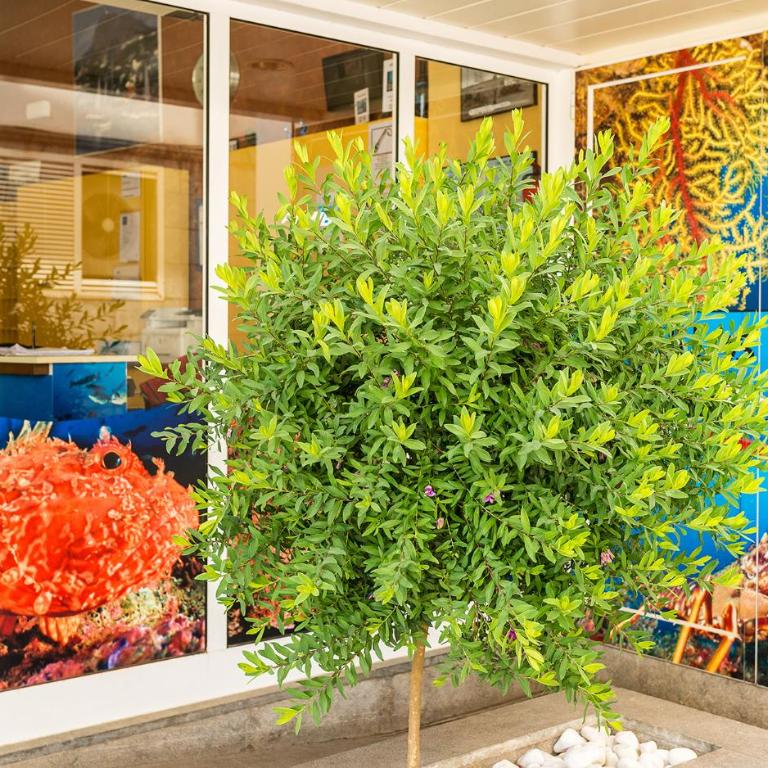 Hotel & Diving Les Illes - Double Room - Diving Package for Two - 4