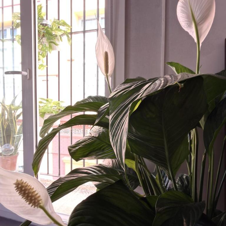 Ático céntrico con Balcones y vistas a la Giralda - Apartamento - 40