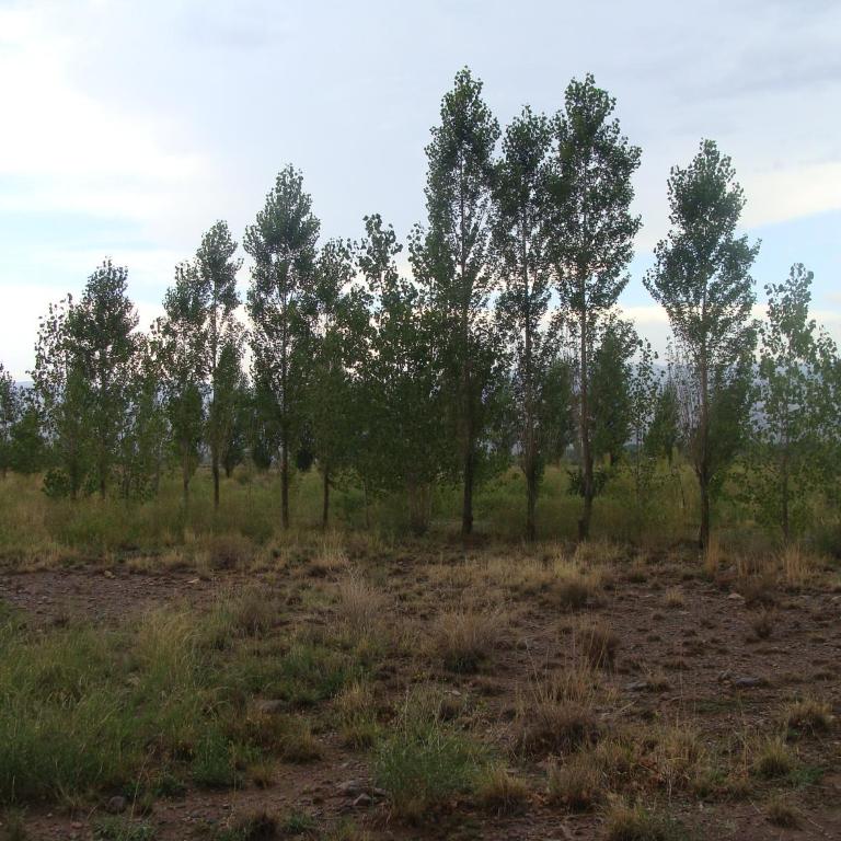 el potal de san alberto - Chalet de 1 dormitorio - 18