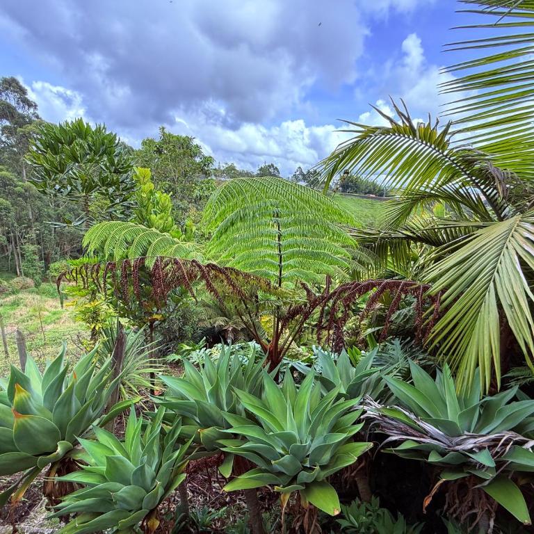 San José de las bromelias - Apartamento de 1 dormitorio - 14