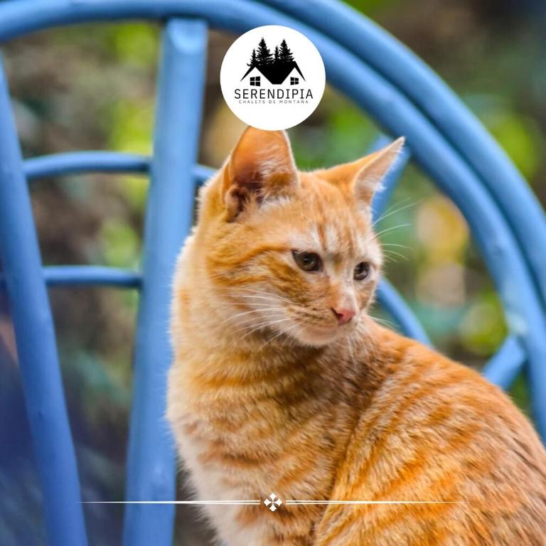 Chalet en La Cumbre con Pileta - Casa de 2 dormitorios - 7