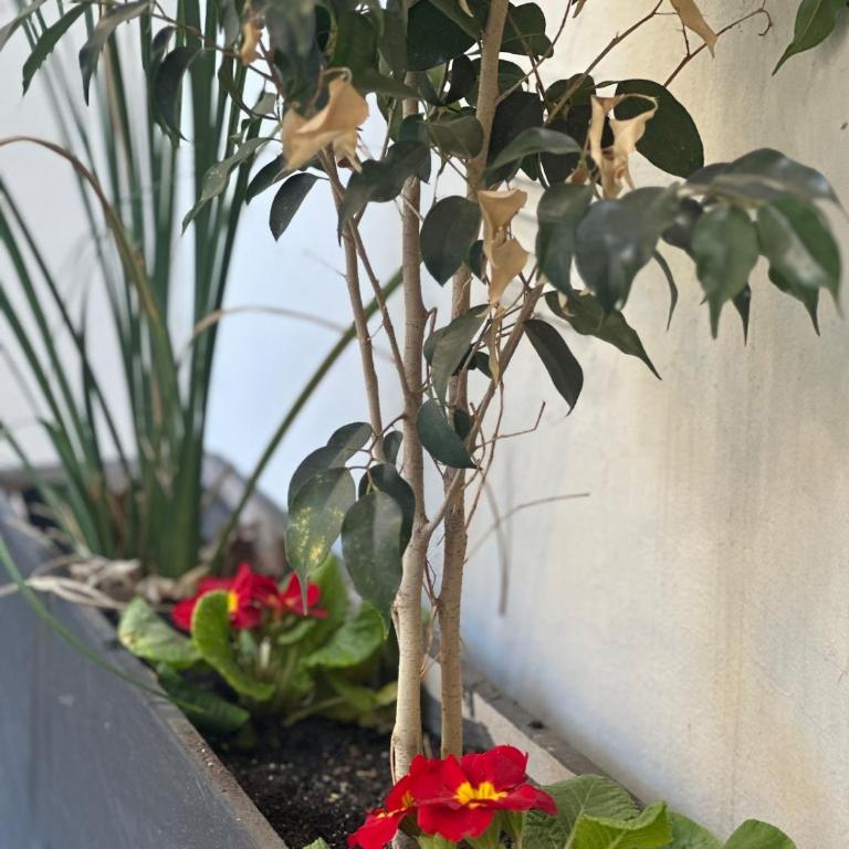 Central apartment in Rivadavia for 2 people - Apartamento de 1 dormitorio - 13
