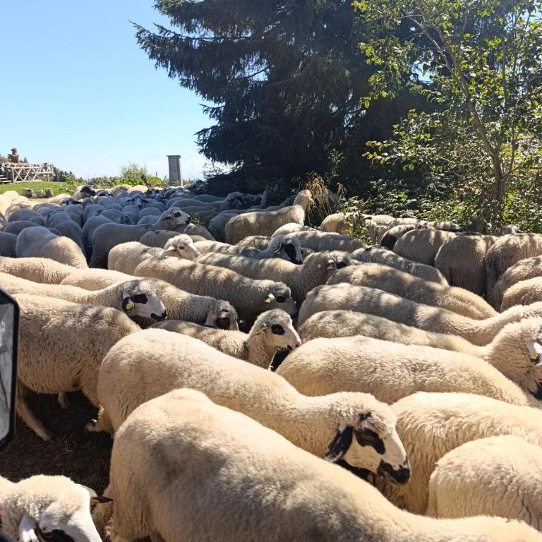 President Kop Apartman 106 - Deluxe Studio - 16