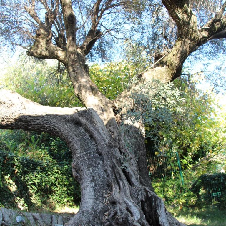 Mas Chamarel à Sanary-sur-Mer au milieu des vignes et oliviers - Villa - 17
