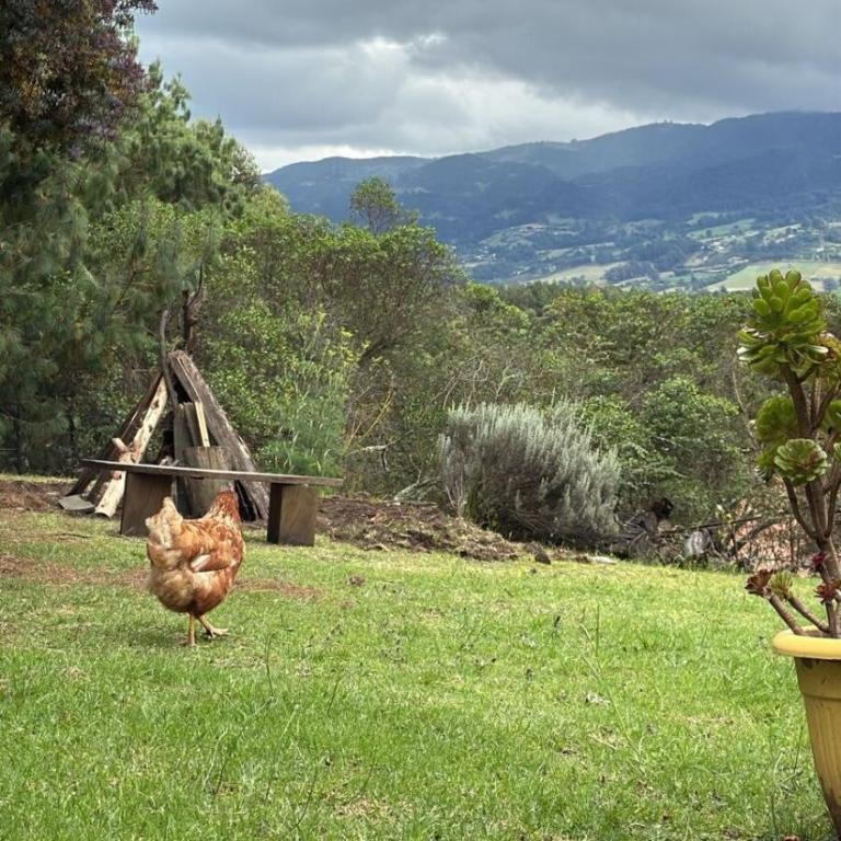 El Refugio del Pino Cabaña en Subachoque - Chalet de 2 dormitorios - 25