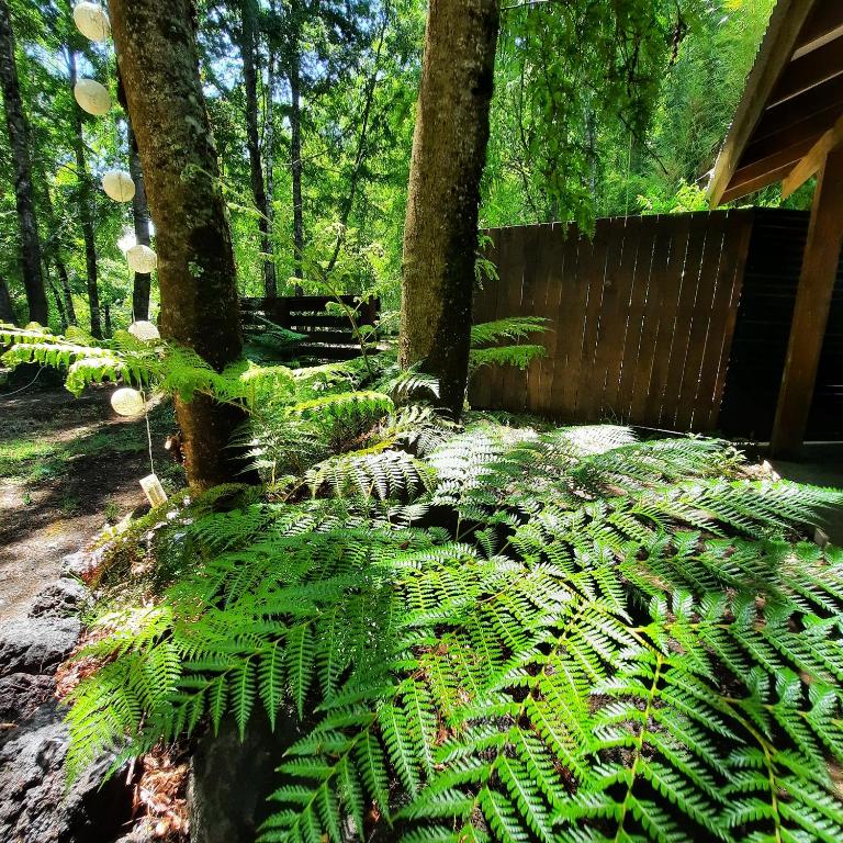 Domos Conguillío - Cabaña en el bosque - Two-Bedroom House - 7