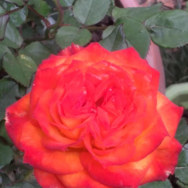 Casa Hospedaje - Apartamento de 3 dormitorios - 18