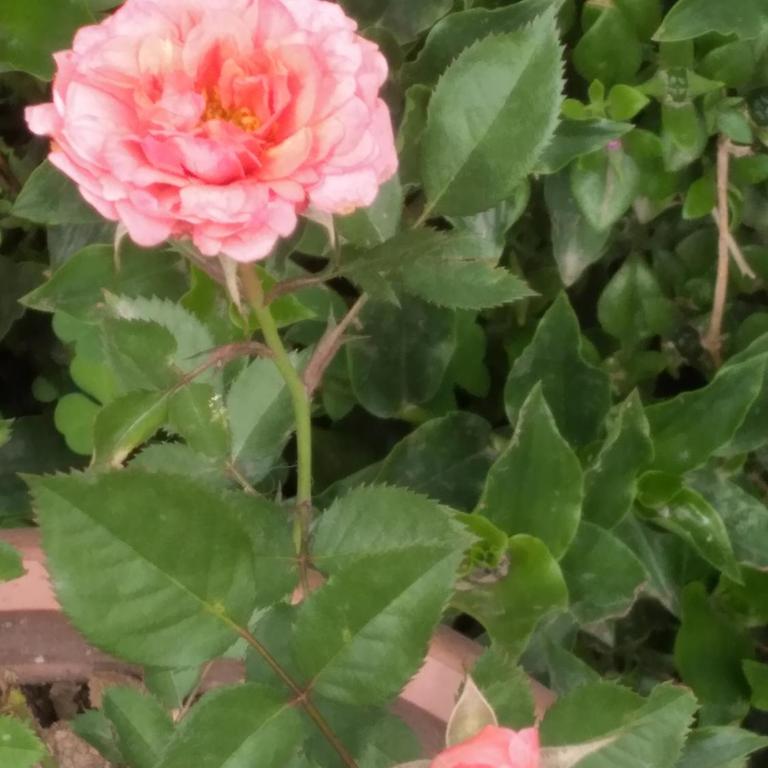 Casa Hospedaje - Apartamento de 3 dormitorios - 19