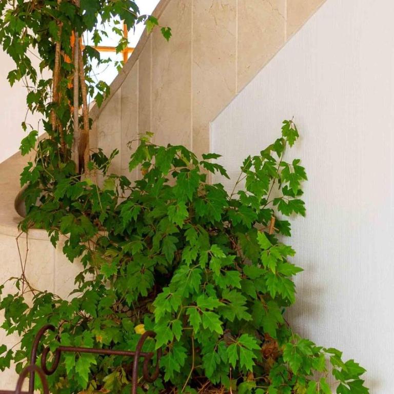 Es Mollet de Barcares - Casa - 23