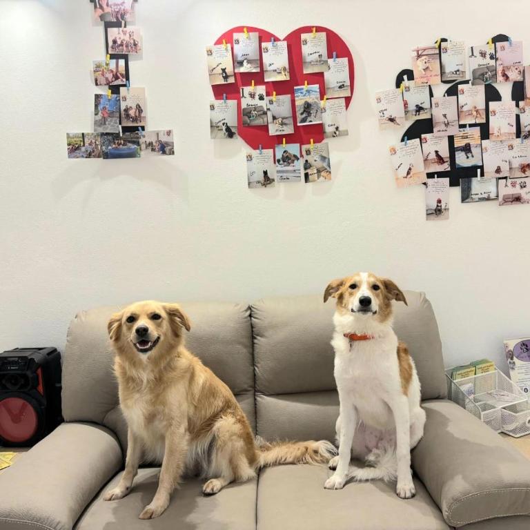 B&B La Chicca di Milu' for Pet Lovers, un'oasi pet-friendly tra mare e campagna - Camera Deluxe - 27