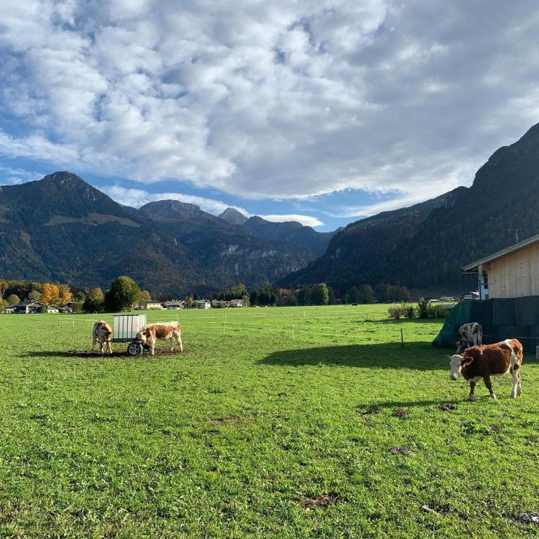 Ferienwohnung Hoher Göllblick - Appartamento con Vista Montagna - 19