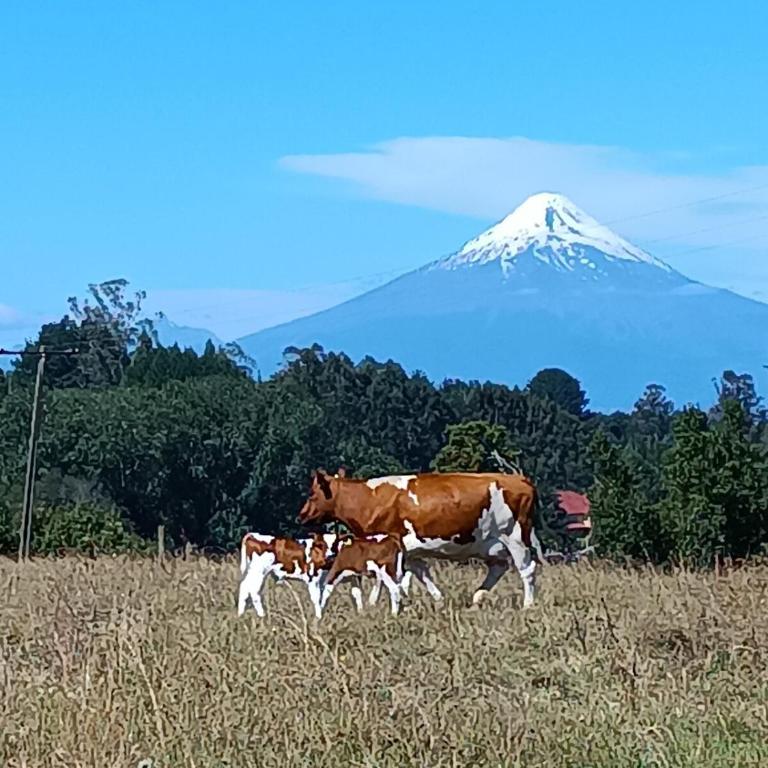Alma del Lago - Casa - 34