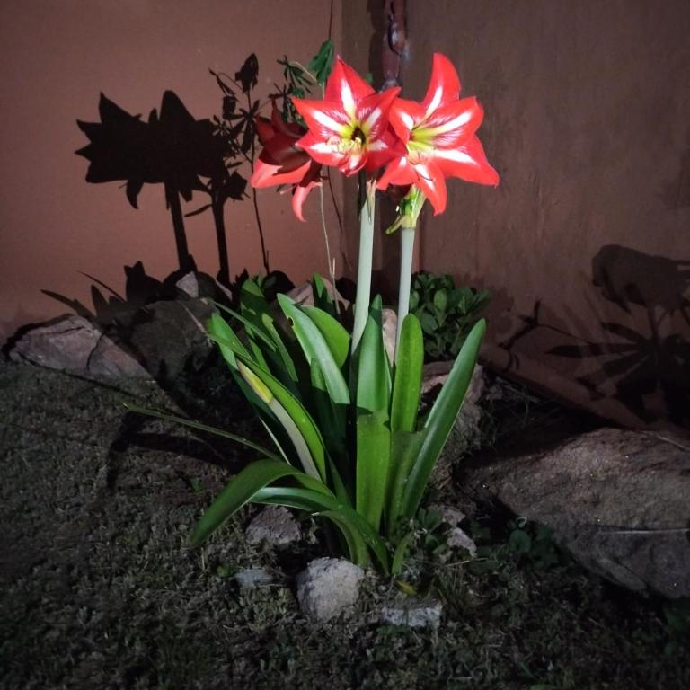 Chalet " La Maruca " - Casa de 3 dormitorios - 38