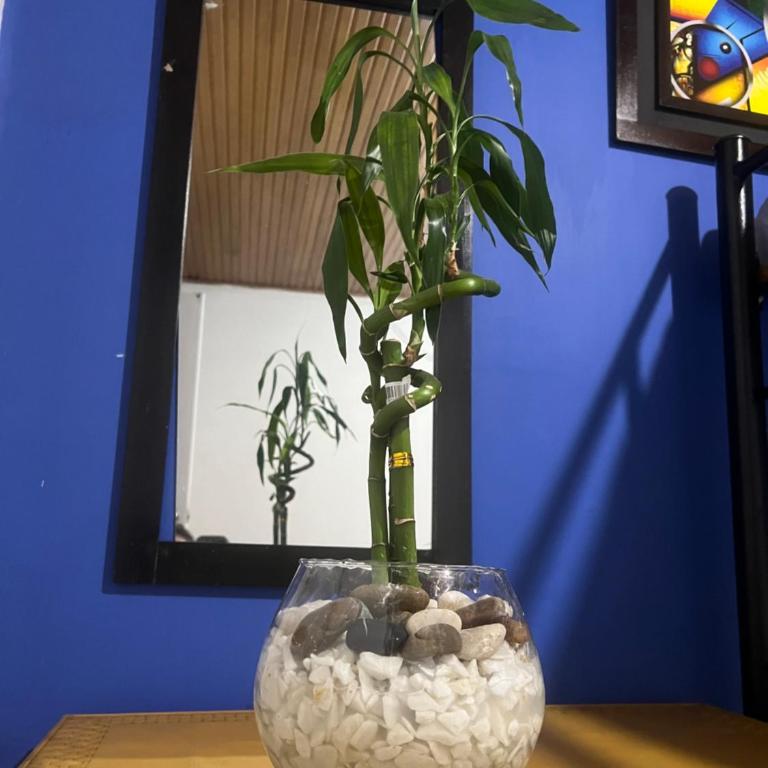 Habitaciones Pet friendly junto a Clinica Santa Fe - Cama individual en dormitorio mixto - 1