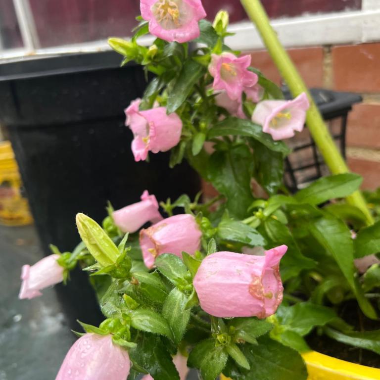 Habitaciones Pet friendly junto a Clinica Santa Fe - Cama individual en dormitorio mixto - 1