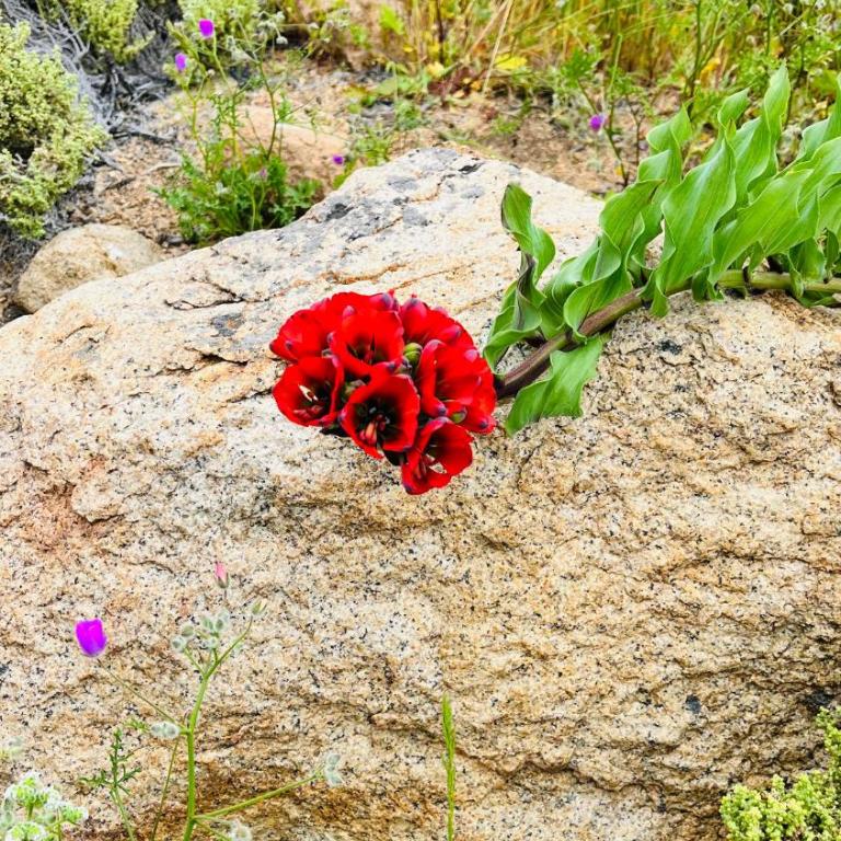 Departamento en Bahía Inglesa full equipado - Wifi y cable - Apartamento de 2 dormitorios - 9