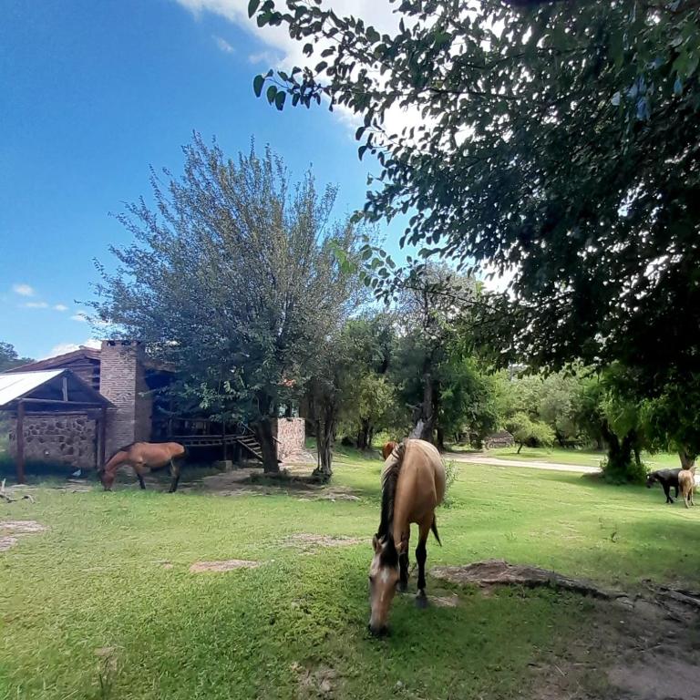 Cabañas Pampa - Chalet de 2 dormitorios - 14