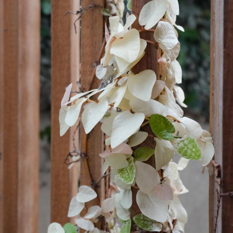 Casa Colibri Palomino - Habitación Superior con terraza y ventilador - 3