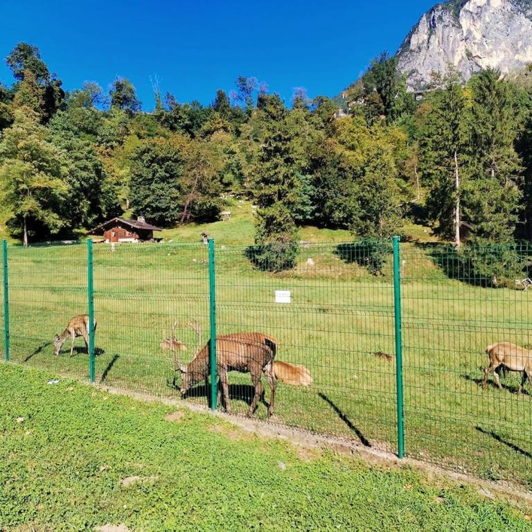 Casa Regina - Appartamento con 2 Camere da Letto e con Vista Montagna - 11