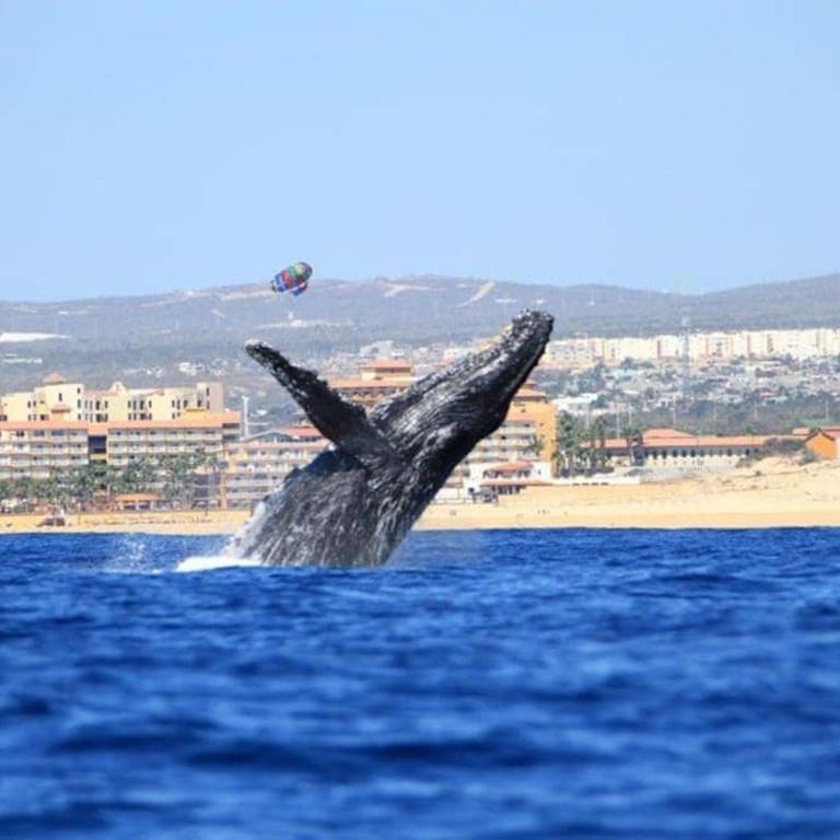 Copala At Quivira-Poolside Ground Floor Oceanview - Apartamento - 34