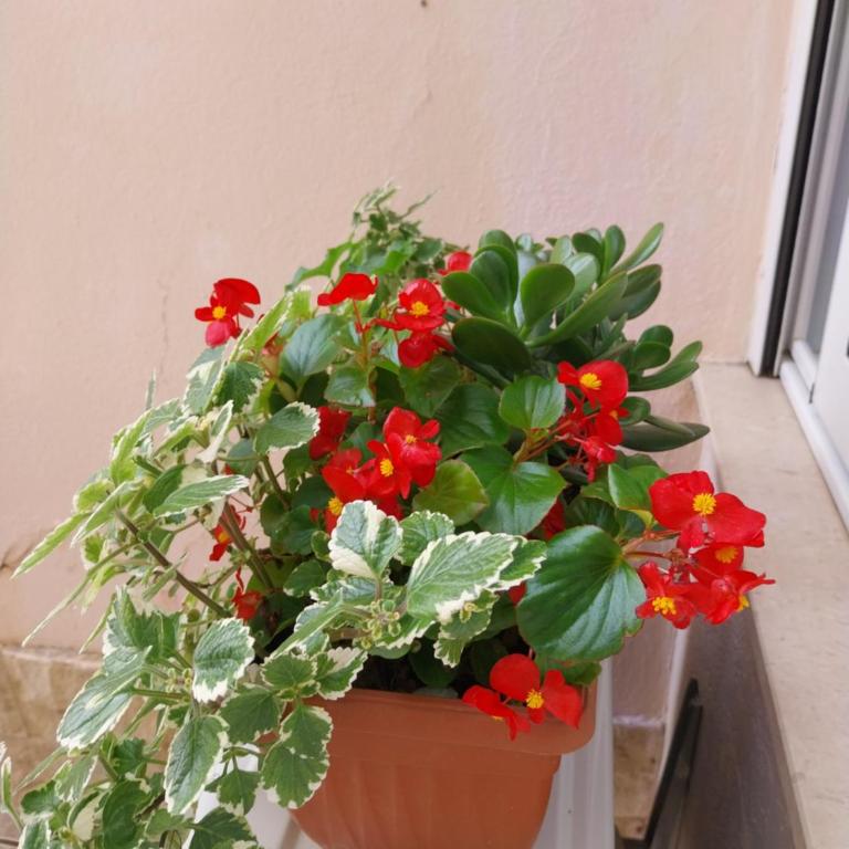 Apartment Tara - Studio Apartment - 8