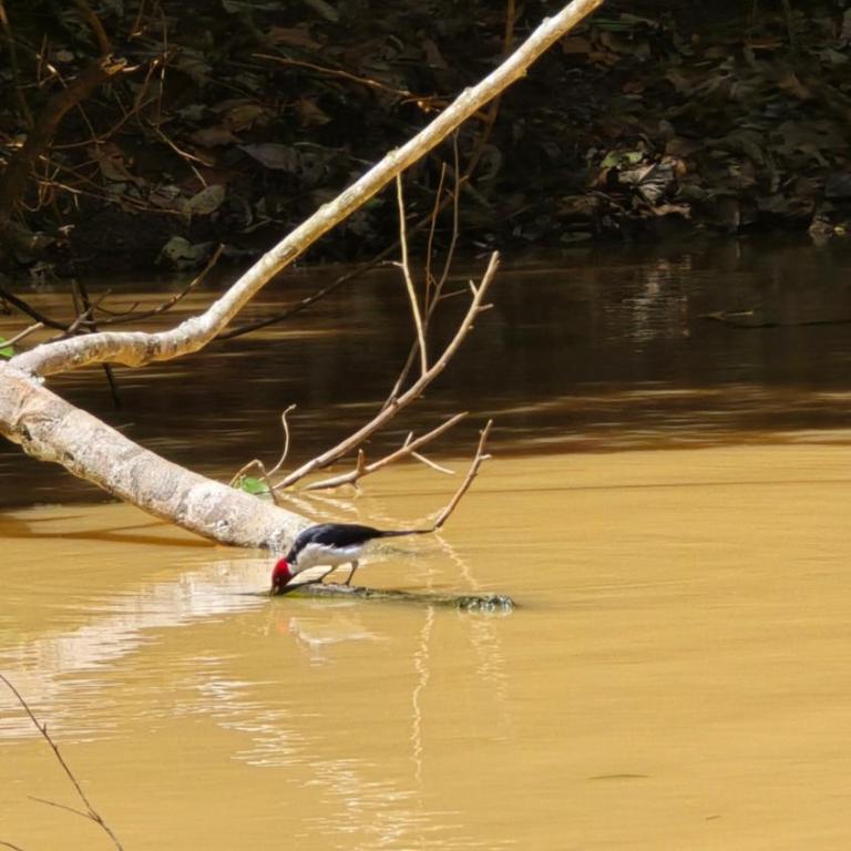 Ecolucerna Lodge Tambopata - Cabaña con vistas al jardín - 9