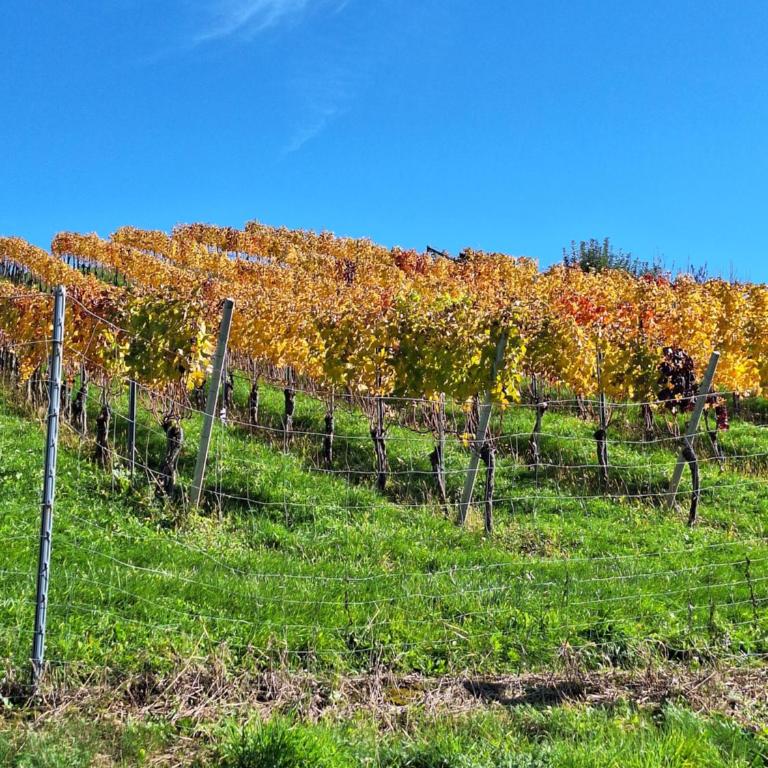 Summer Wine romantisches, fahrradfreundliches Weinbergidyll mit Traumausblick gleich neben Buschenschank! - Apartment mit 1 Schlafzimmer - 3