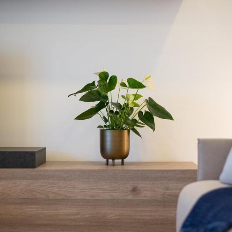 Le COQ Victoria - Parking - AC - WiFi - Appartement 1 Chambre - 29