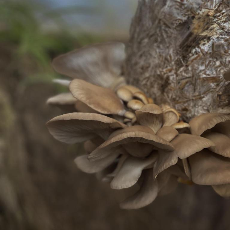 Chacra La Linda Eco San Marcos Sierras - Casa con 1 dormitorio - 27