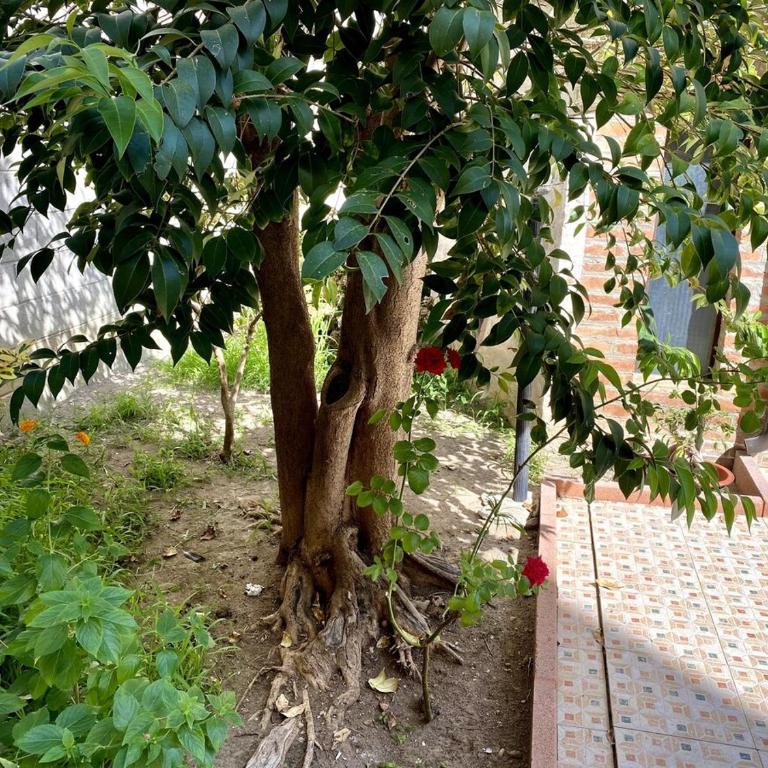 Il Giardino Segreto - Appartamento con 3 Camere da Letto e con Vista - 19