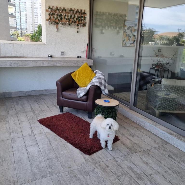 Acogedor y moderno apartamento cerca de Dunas y playa en Con Con - One-Bedroom Apartment - 10
