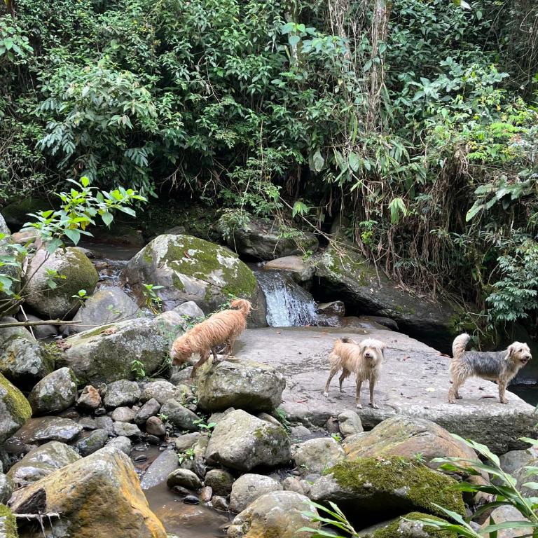 Finca Buenavista Sasaima - Vacation Home - 30