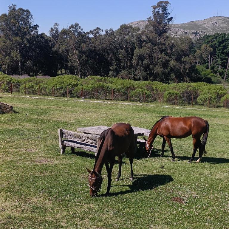 Cabañas La Catalana - Casa de 2 dormitorios - 19